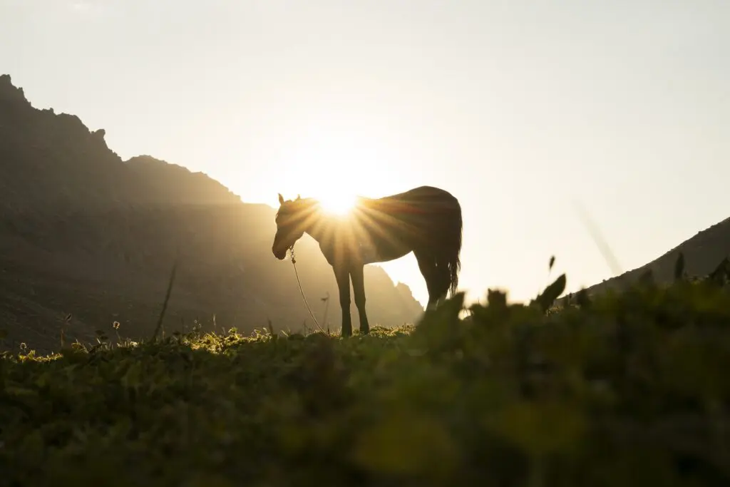 Silhouette of a horse against a fiery sunset in the mountains of Kyrgyzstan