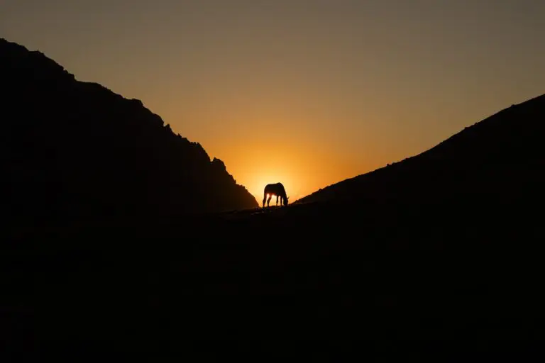 paardensilhouet tegen een kleurrijke zonsondergang in een bergdal