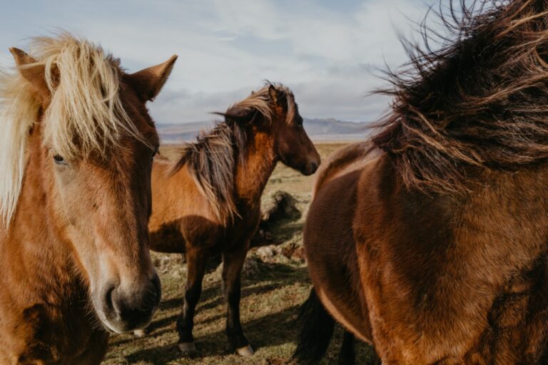 Kirgizië Trail Wandelen