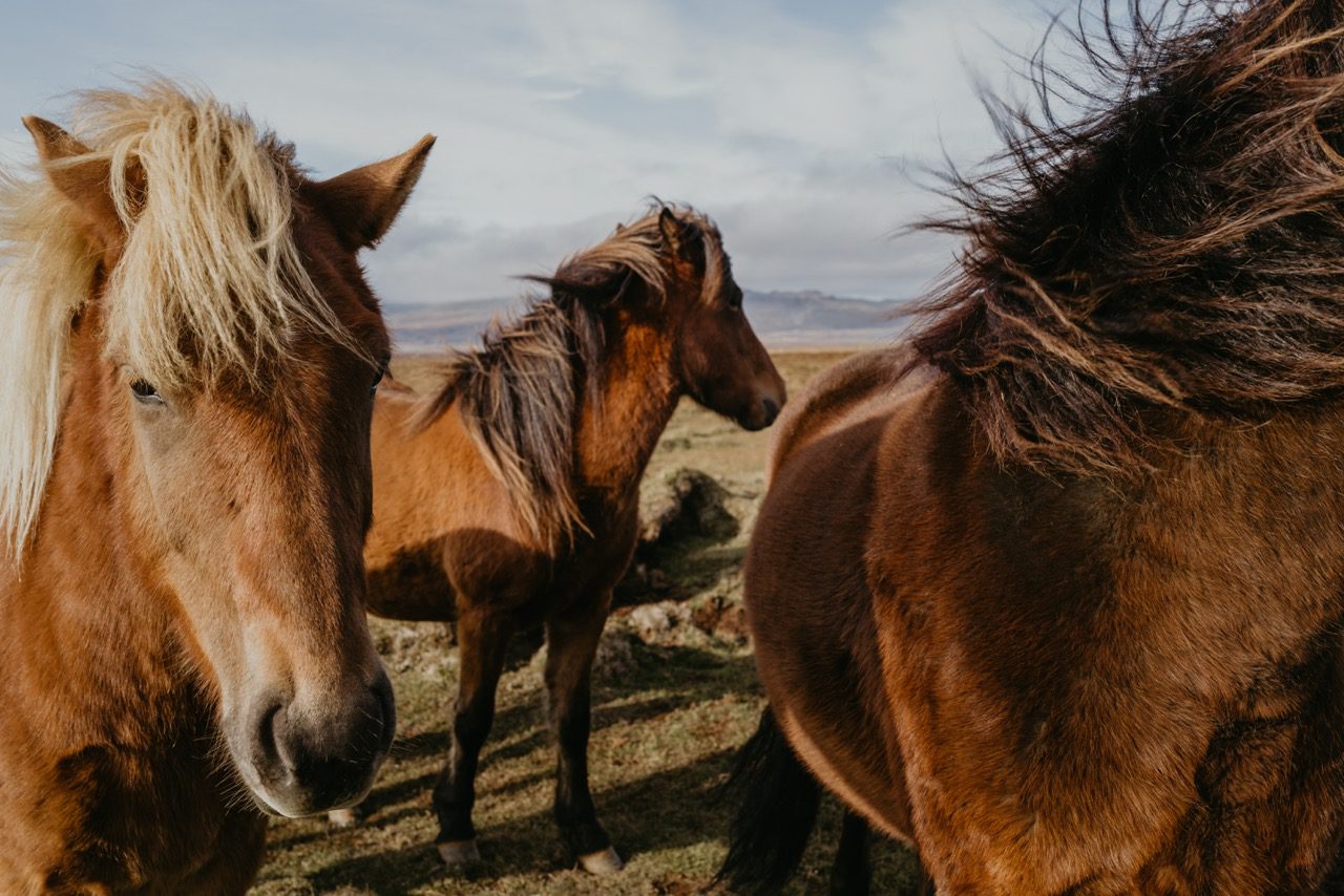 Kirgizië Trail Wandelen